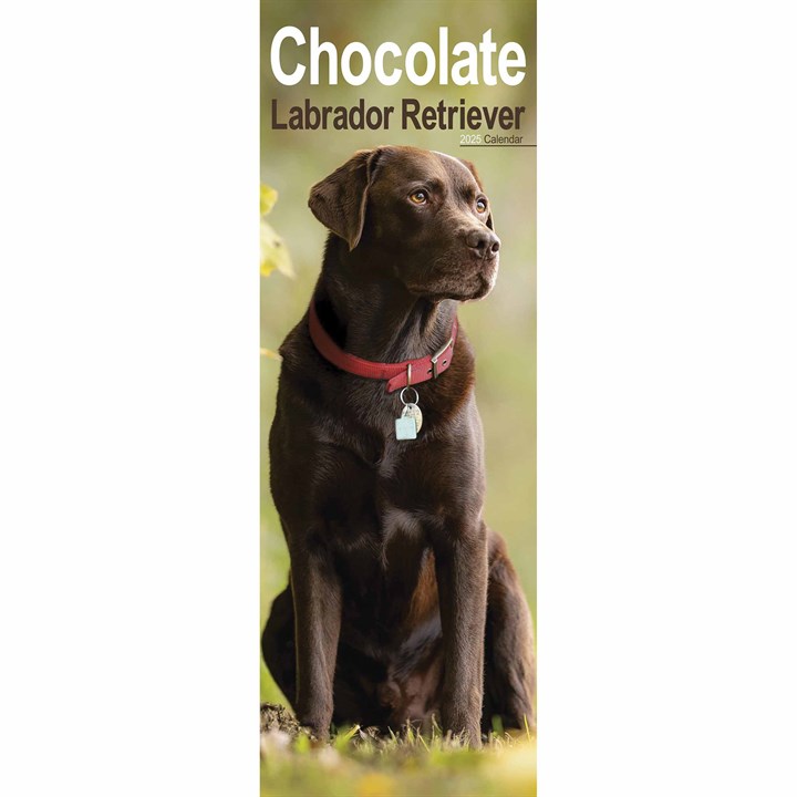 Chocolate Labrador Retriever Slim Calendar 2025