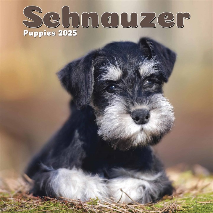 Schnauzer Puppies Mini Calendar 2025