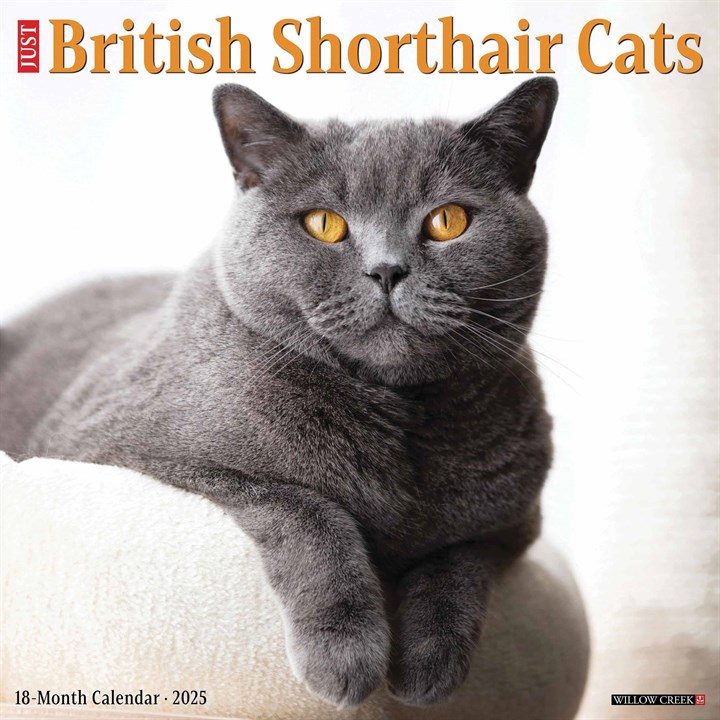 Just British Shorthair Cats Calendar 2025