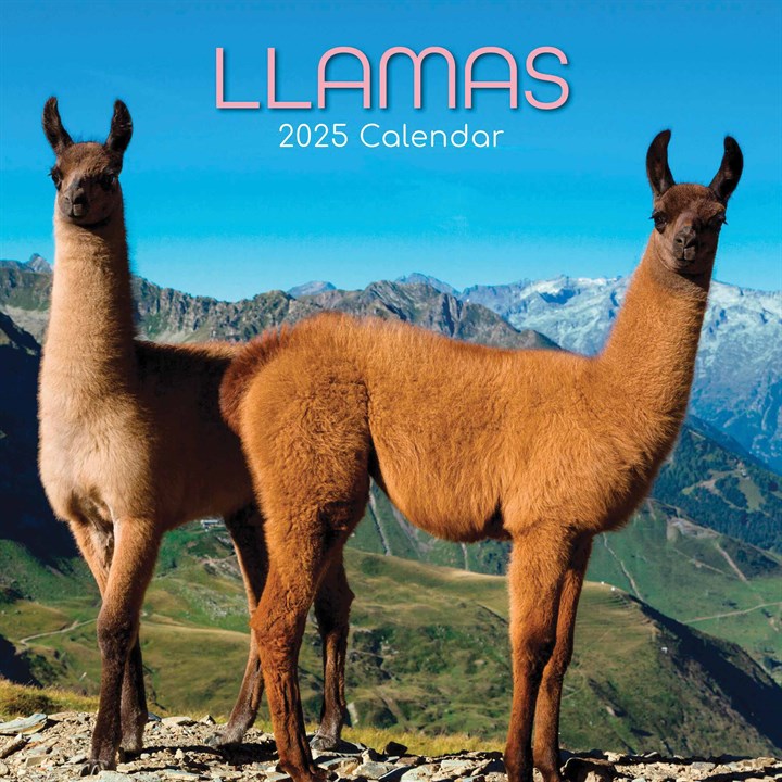 Llamas Calendar 2025