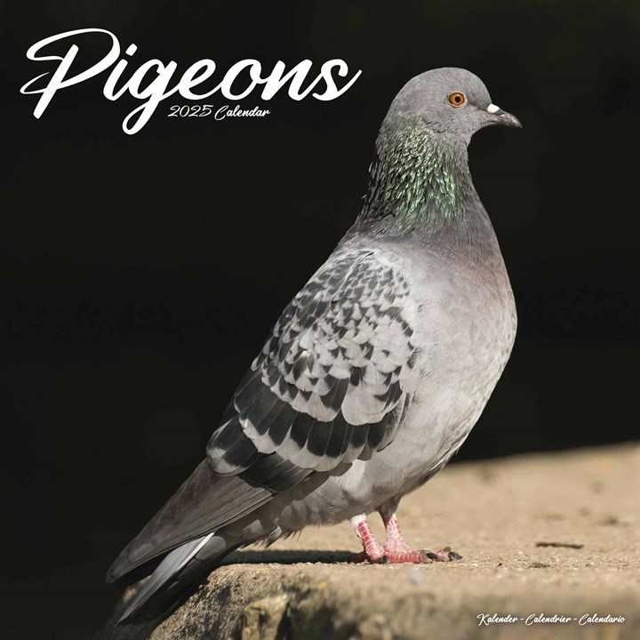 Pigeons Calendar 2025