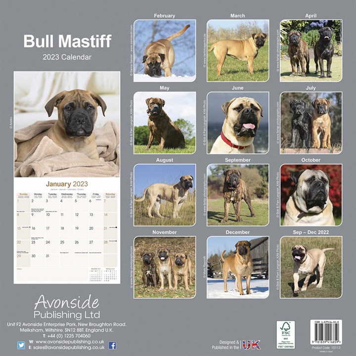 Bull Mastiff Calendar 2023