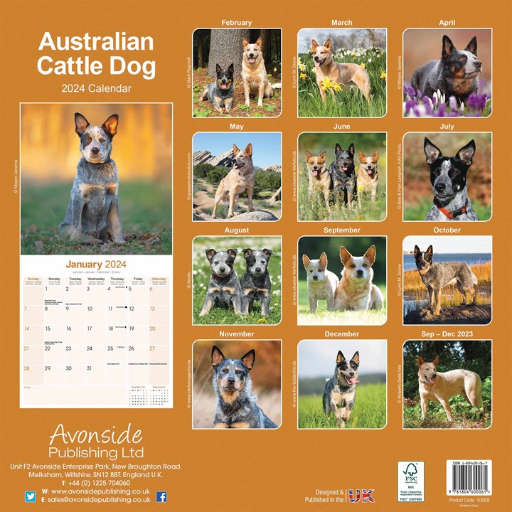 Australian Cattle Dog Calendar 2024