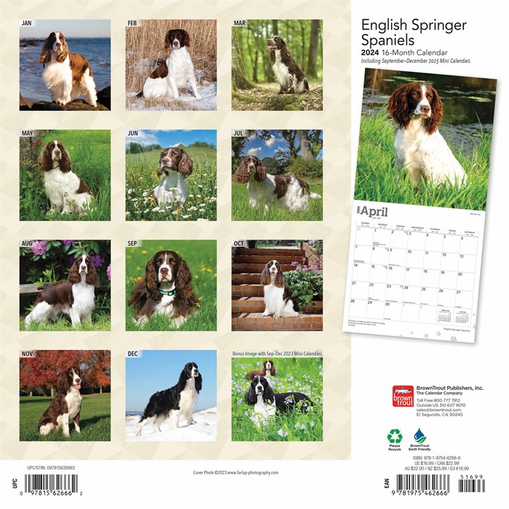 English Springer Spaniels Calendar 2024