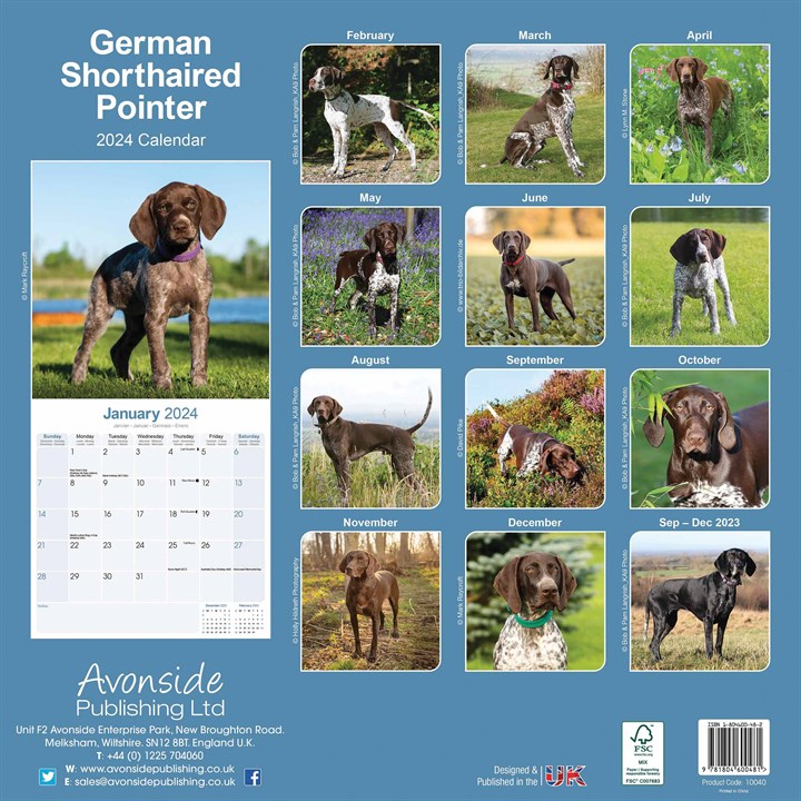 German Shorthaired Pointer Calendar 2024
