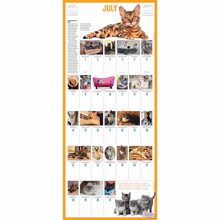 365-kittens-a-year-deluxe-calendar-2024