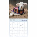 Lambies In Jammies Mini Calendar 2024
