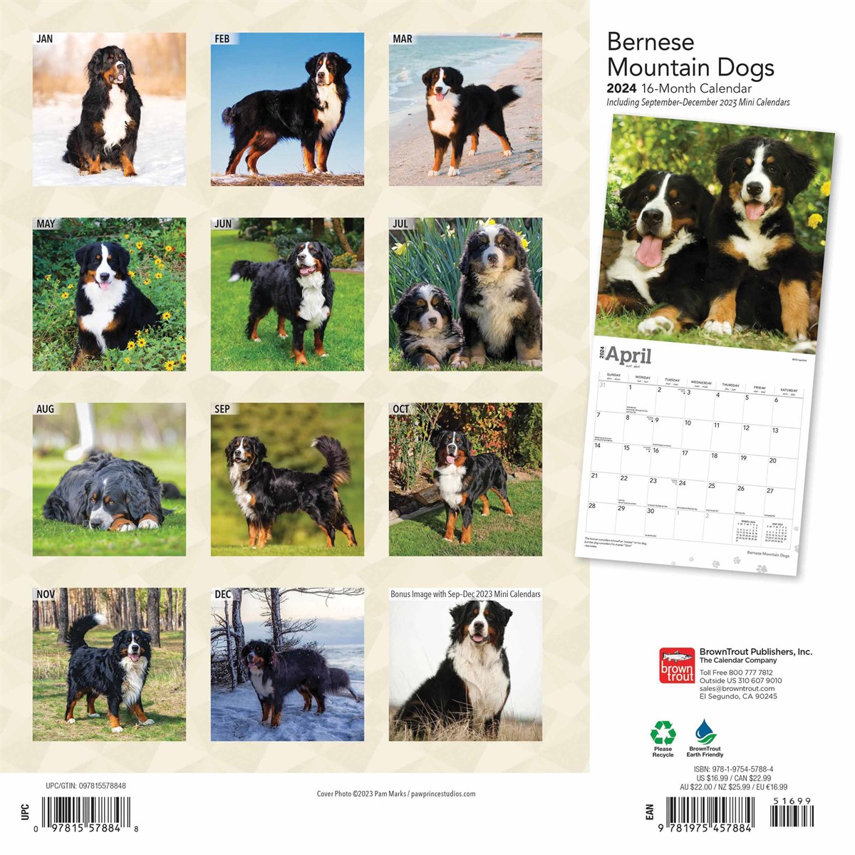 bernese-mountain-dogs-calendar-2024