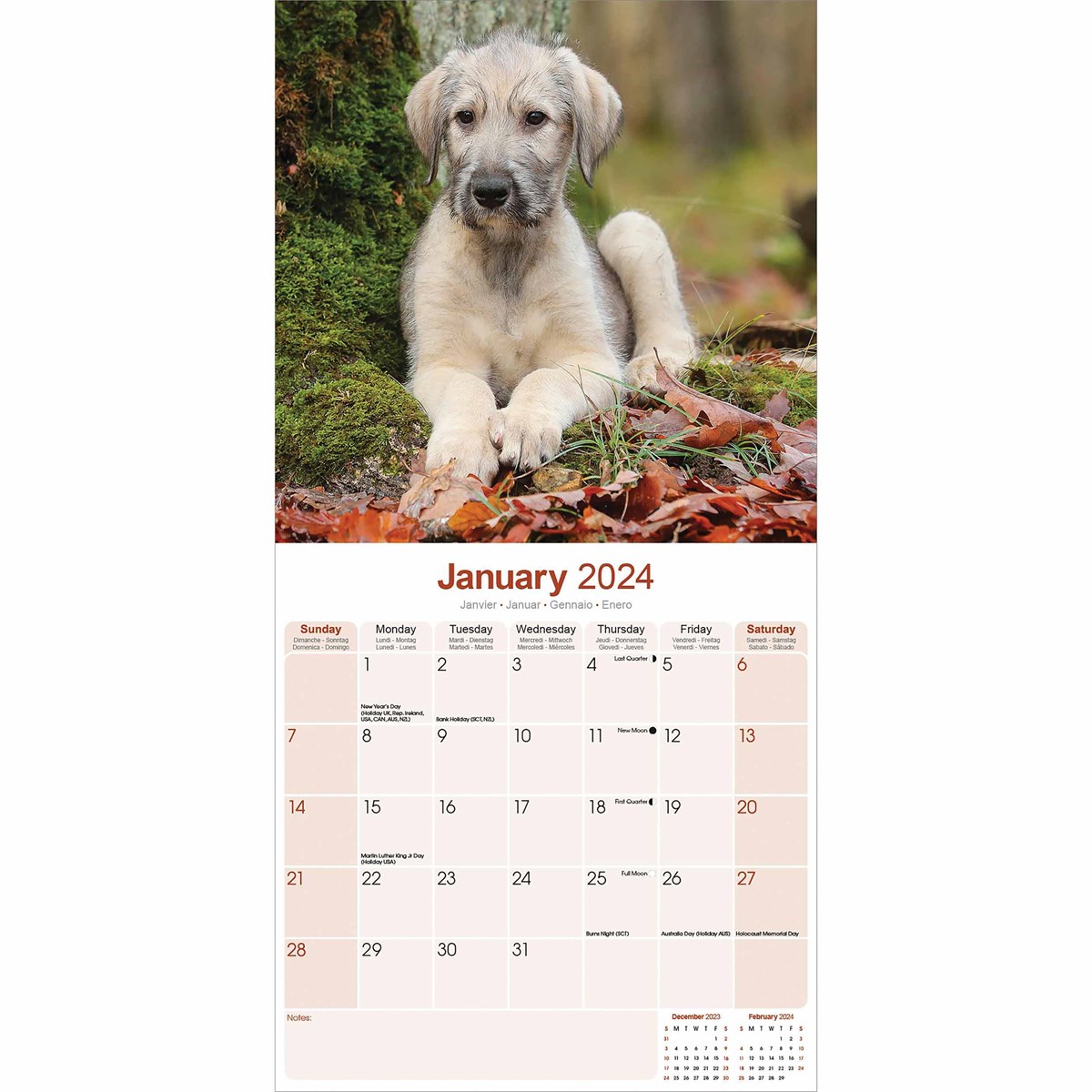Irish Wolfhound Calendar 2024