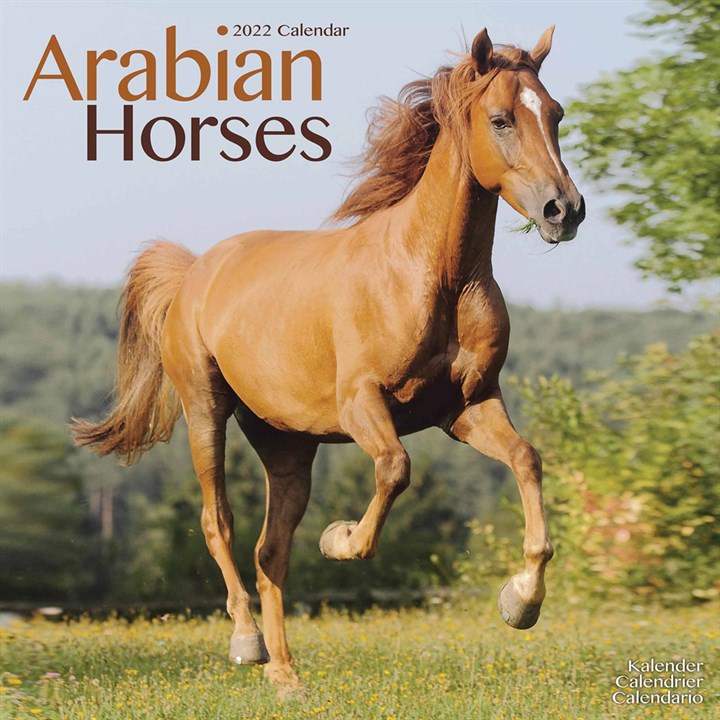 Arabian Horses Calendar 2022