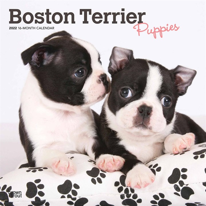 Boston Terrier Puppies Calendar 2022