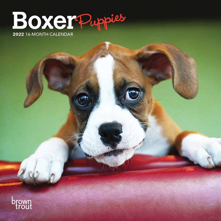 Boxer Puppies Mini Calendar 2022