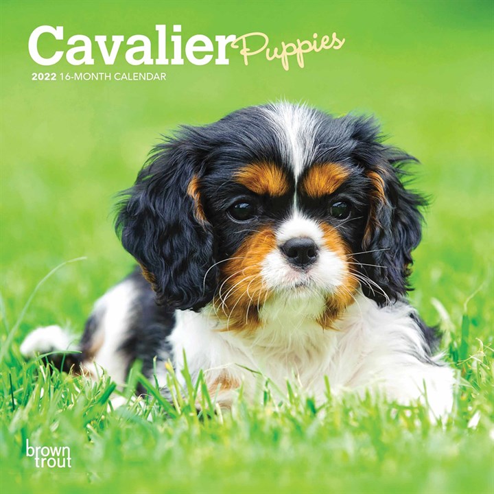 Cavalier King Charles Spaniel Puppies Mini Calendar 2022