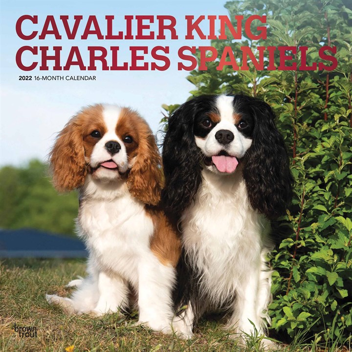 Cavalier King Charles Spaniels Calendar 2022