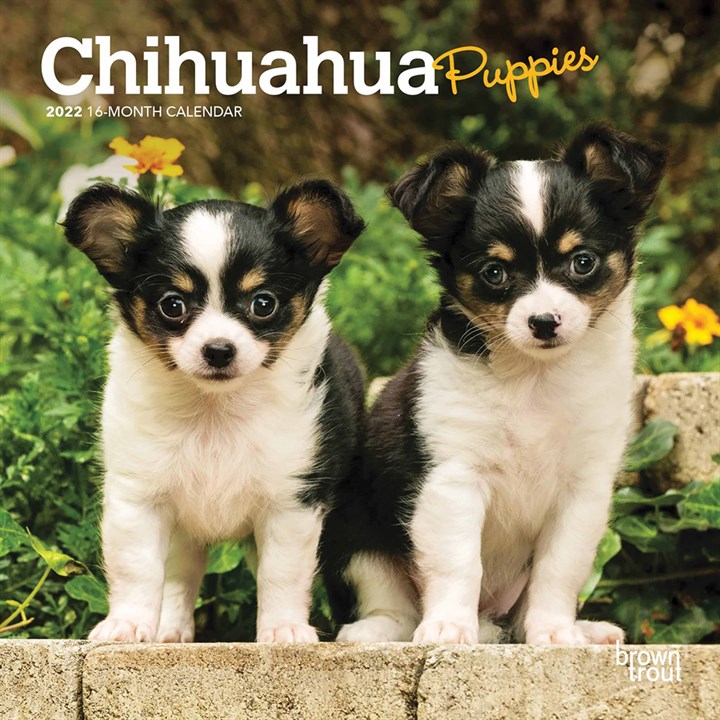 Chihuahua Puppies Mini Calendar 2022