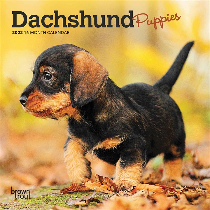 Dachshund Puppies Mini Calendar 2022