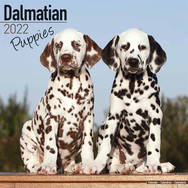 Dalmatian Puppies Calendar 2022