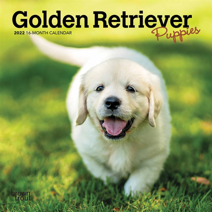 Golden Retriever Puppies Mini Calendar 2022
