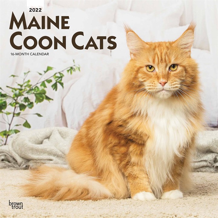 Maine Coon Cats Calendar 2022