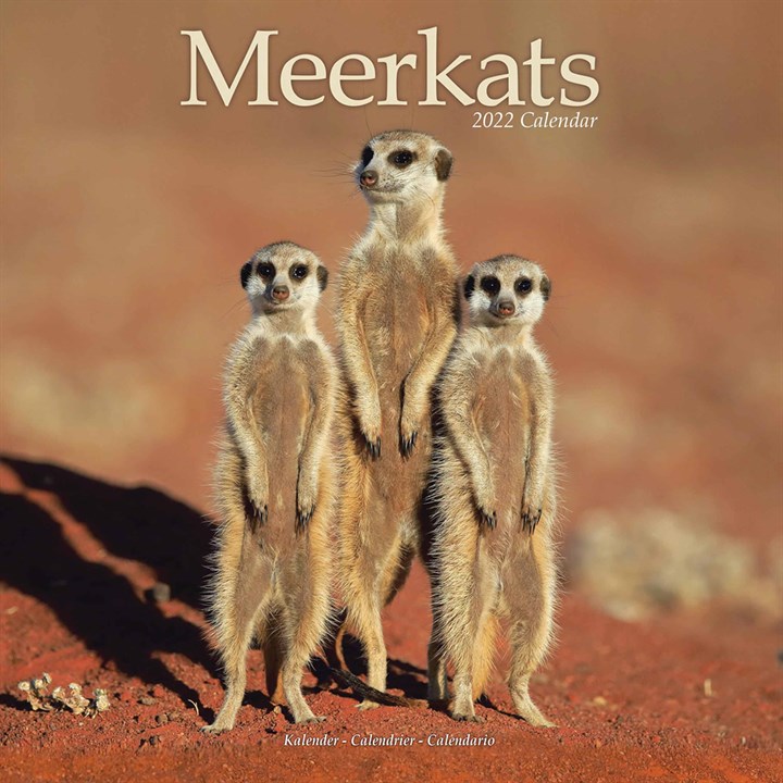 Meerkats Calendar 2022