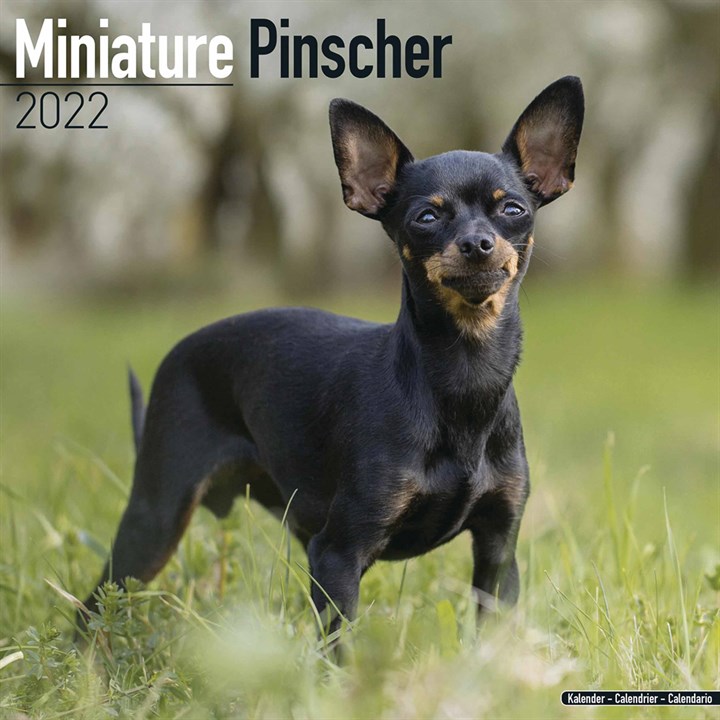 Miniature Pinscher Calendar 2022