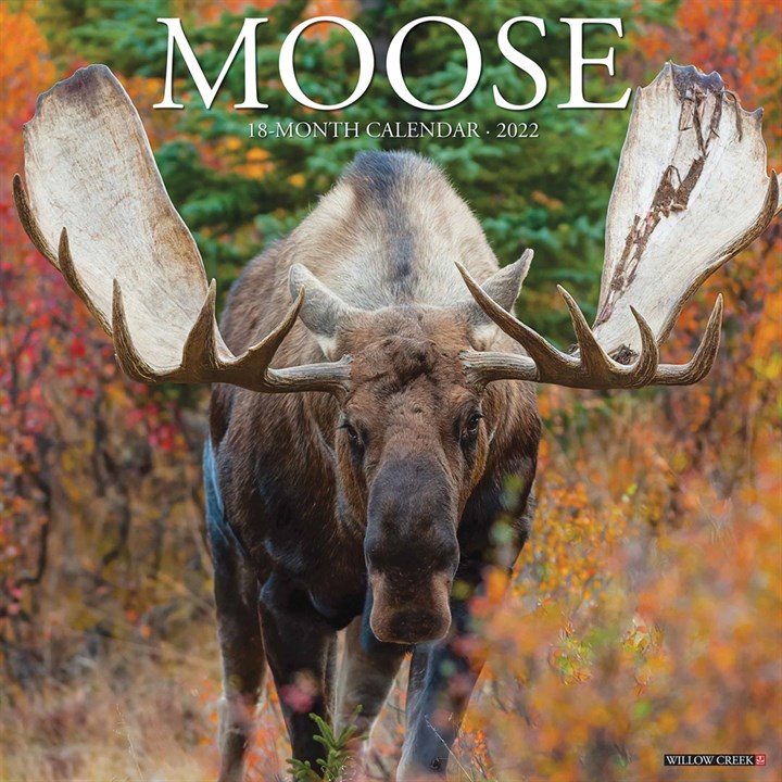 Moose Calendar 2022