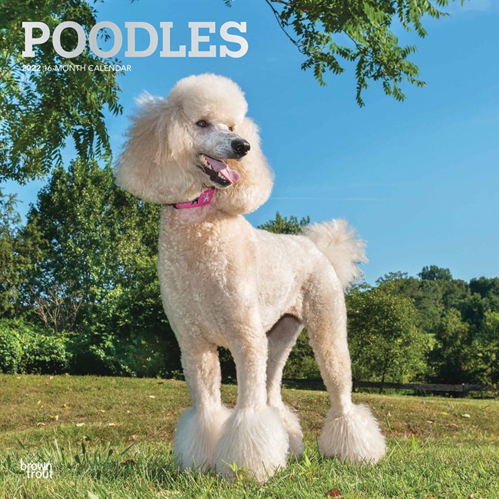 Poodles Calendar 2022