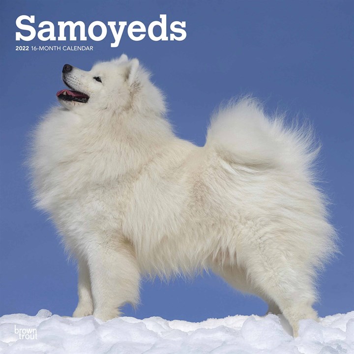 Samoyeds Calendar 2022
