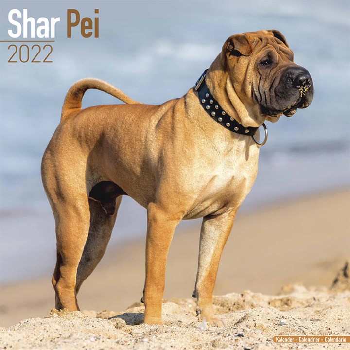 Shar Pei Calendar 2022