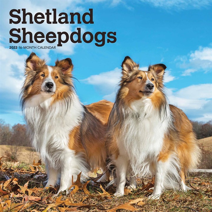 Shetland Sheepdogs Calendar 2022