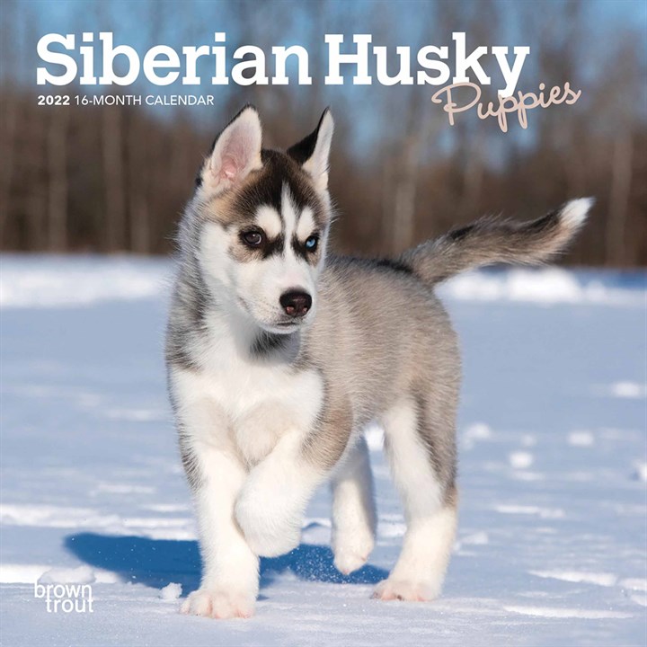 Siberian Husky Puppies Mini Calendar 2022