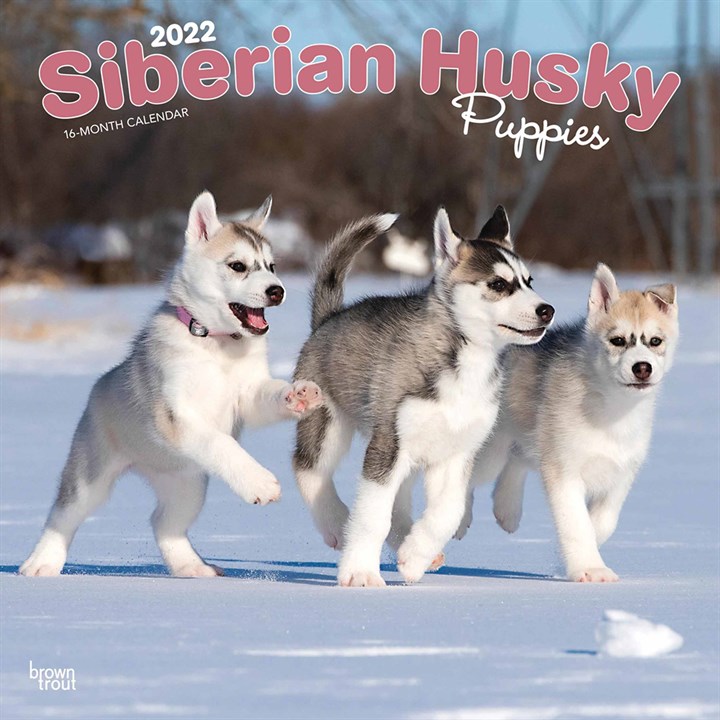 Siberian Husky Puppies Calendar 2022