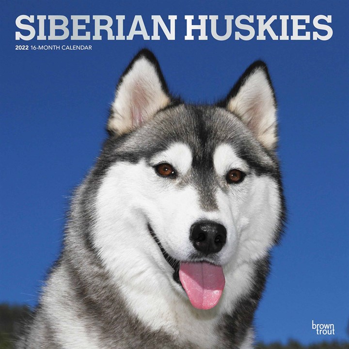 Siberian Huskies Calendar 2022