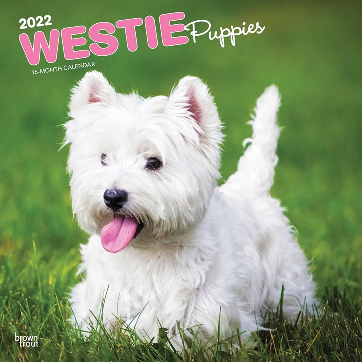 Westie Puppies Calendar 2022