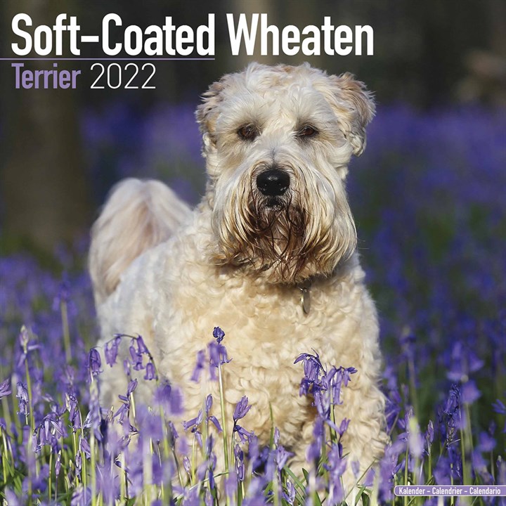 Soft-Coated Wheaten Terrier Calendar 2022