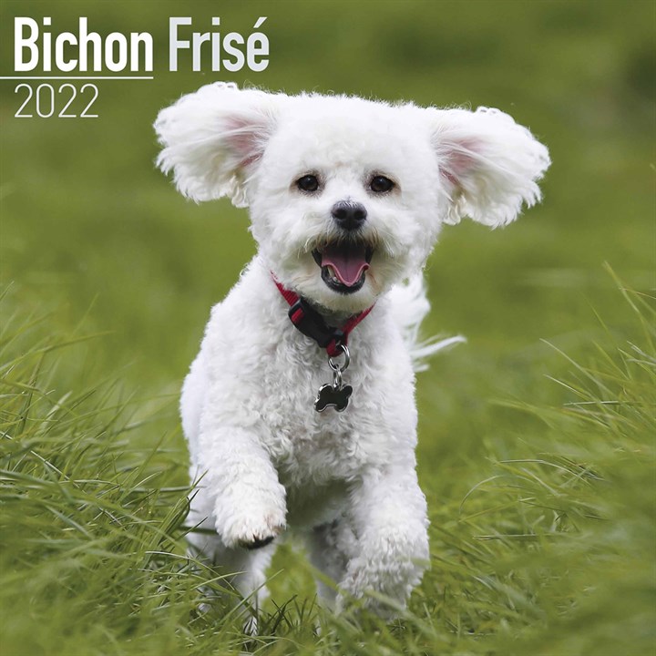 Bichon Frisé Calendar 2022