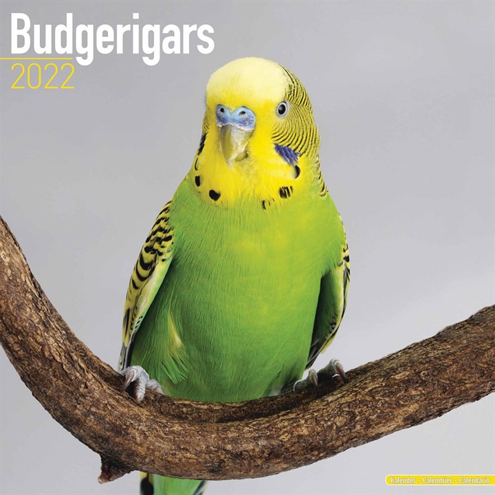 Budgerigars Calendar 2022