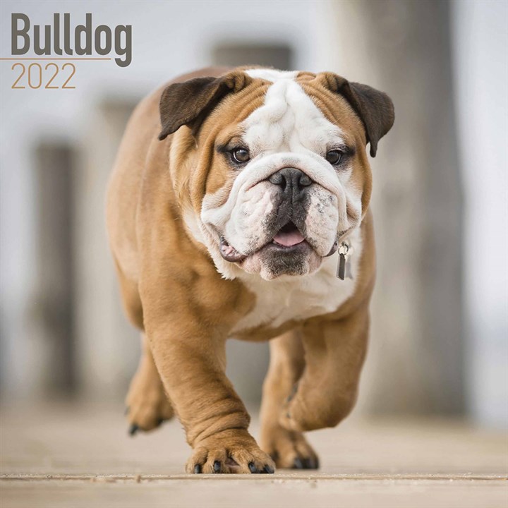 Bulldog Calendar 2022