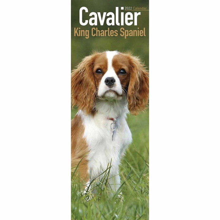 Cavalier King Charles Spaniel Slim Calendar 2022