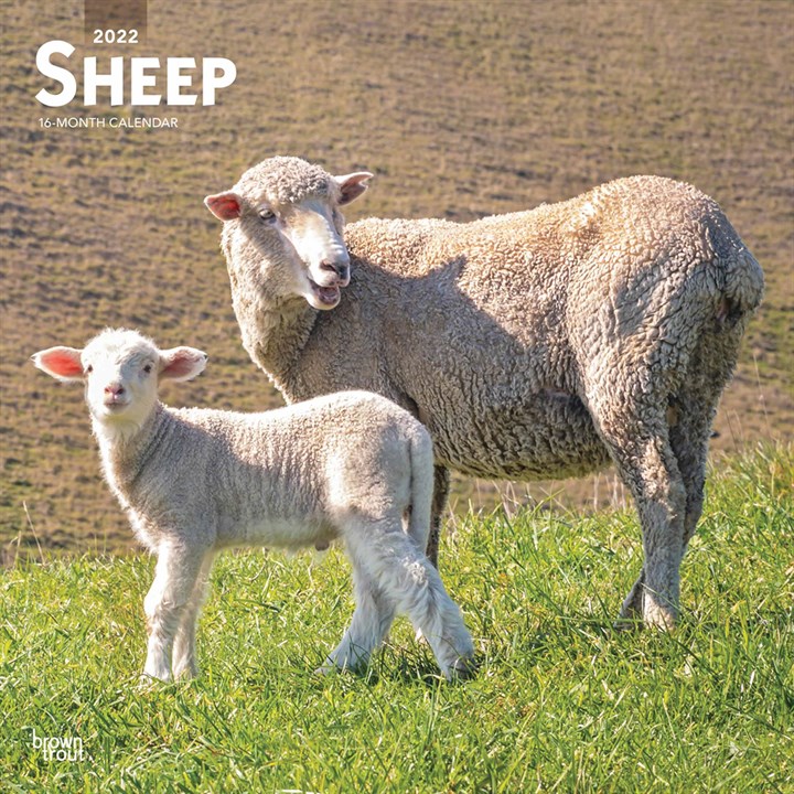 Sheep Calendar 2022