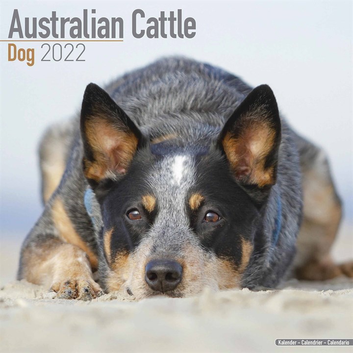 Australian Cattle Dog Calendar 2022