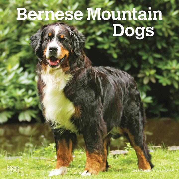 Bernese Mountain Dogs Calendar 2022