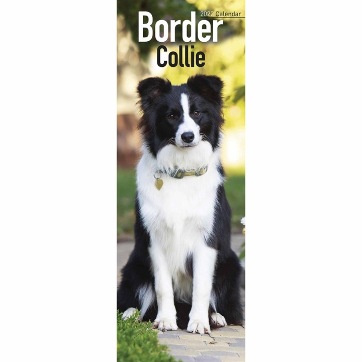 Border Collie Slim Calendar 2022