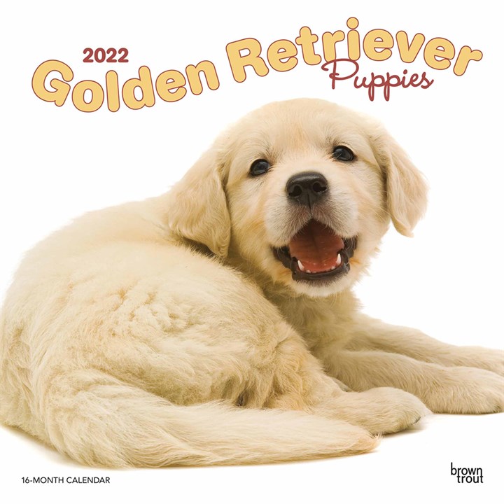 Golden Retriever Puppies Calendar 2022