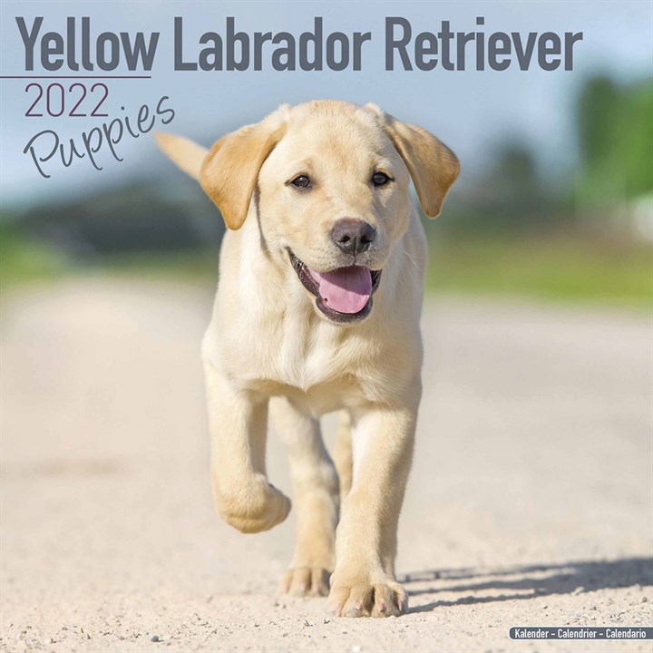 Yellow Labrador Retriever Puppies Calendar 2022
