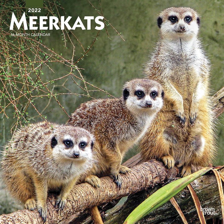 Meerkats Calendar 2022