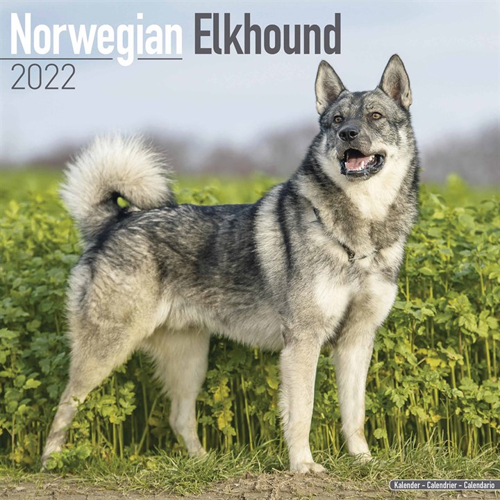 Norwegian Elkhound Calendar 2022