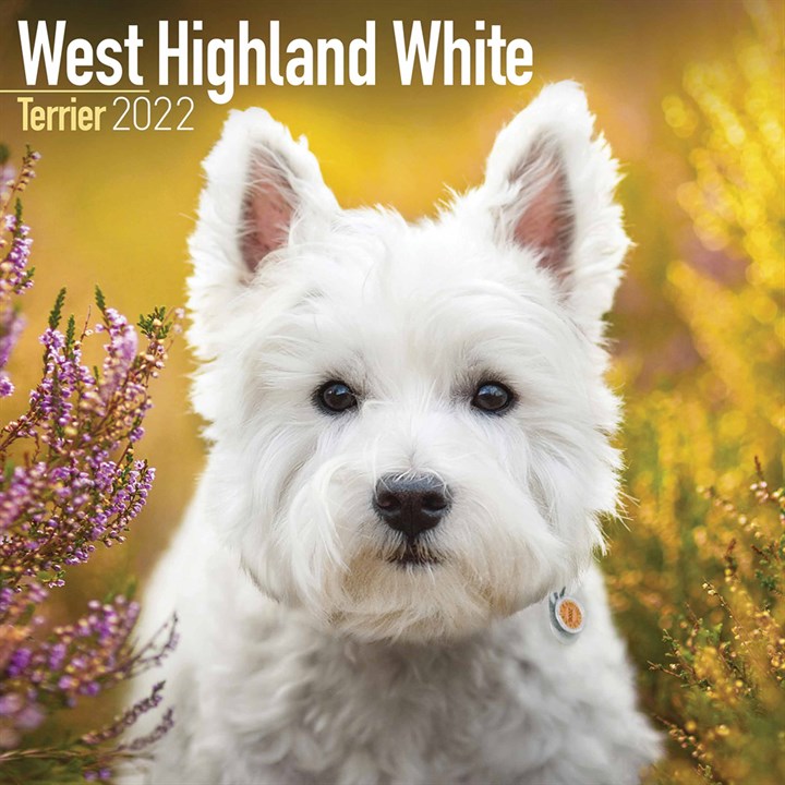 West Highland White Terrier Calendar 2022