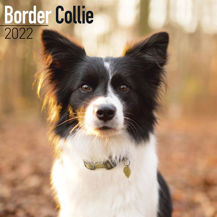 Border Collie Calendar 2022