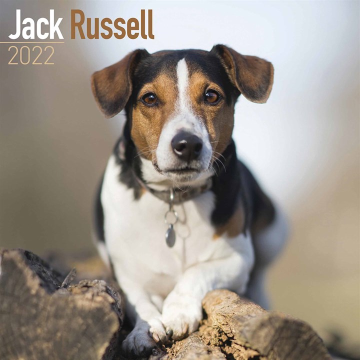 Jack Russell Calendar 2022